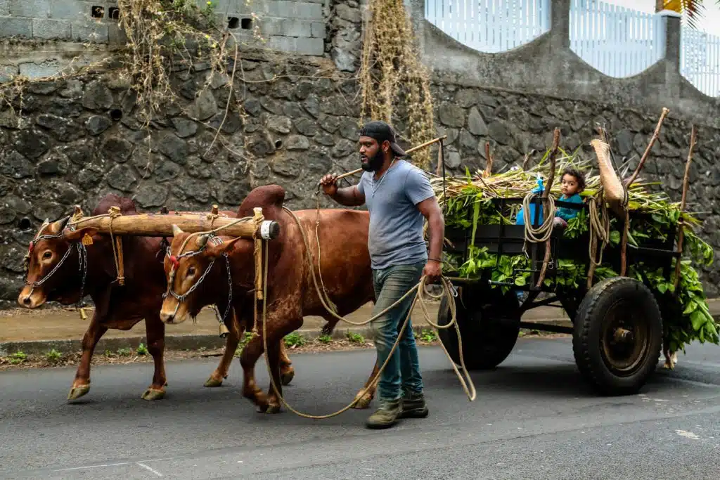 charette boeuf tradition route