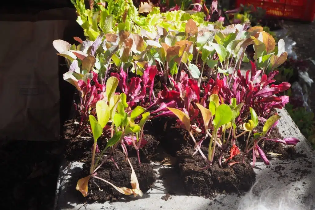 Plants de salades à donner - planter pour manger (photo JSG).