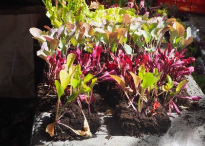 Plants de salades à donner - planter pour manger (photo JSG).