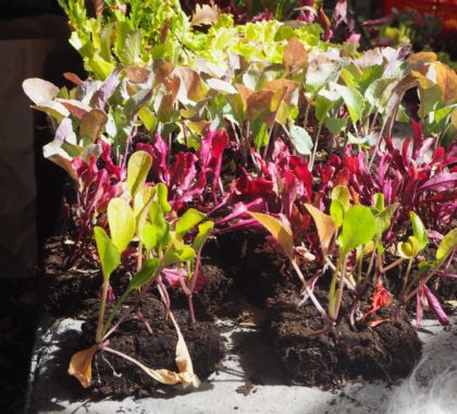 Plants de salades à donner - planter pour manger (photo JSG).