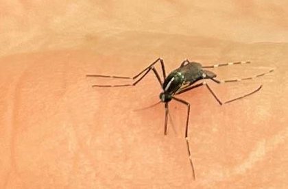 dengue moustique aedes albopictus