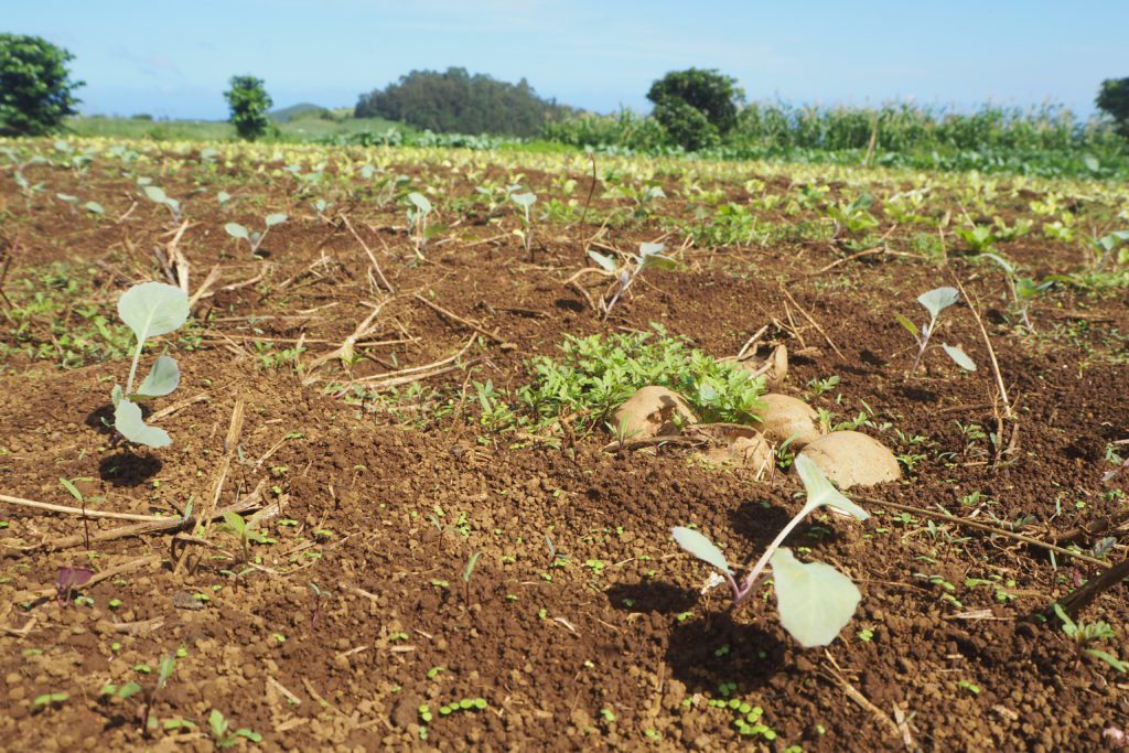 Champs agriculture Réunion