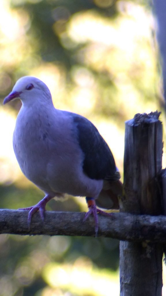 Le pigeon rose, hier encore en voie de disparition, se reproduit aujourd’hui rapidement dans tout le sud du pays.