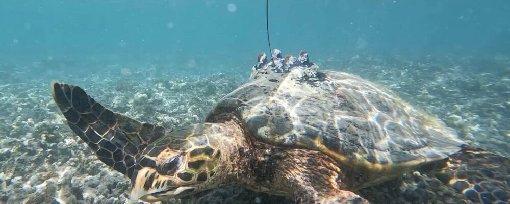 Tortue (photo Kelonia)