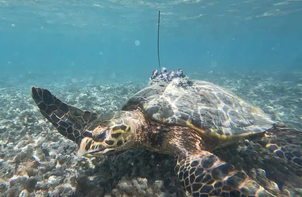 Tortue (photo Kelonia)