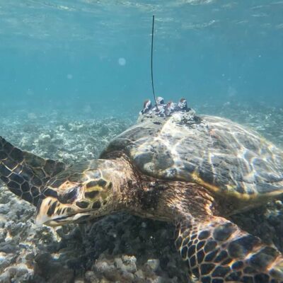 Tortue (photo Kelonia)