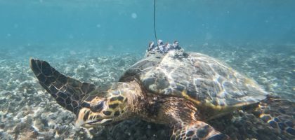 Tortue (photo Kelonia)