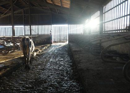 Les vaches laitières de la Réunion produisent entre 16 et 18 millions de litres de lait par ans. (Photo Philippe Nanpon)