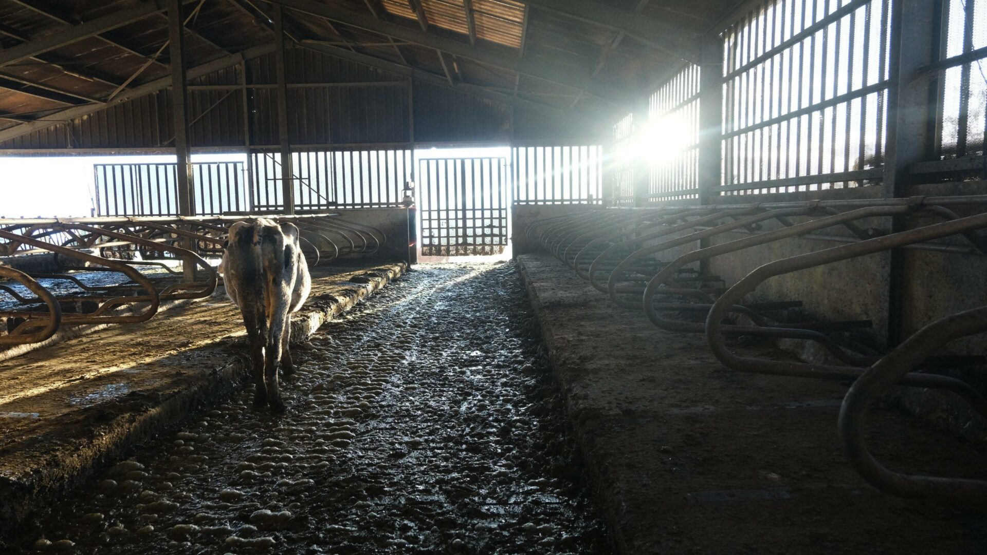 [Economie] Malaise chez les éleveurs laitiers de la Sica Lait