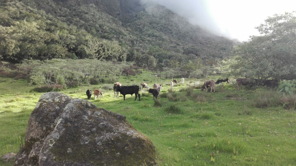 Vaches du plateau Kerval à Mafate