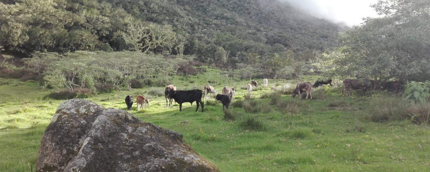 Vaches du plateau Kerval à Mafate
