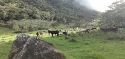 Vaches du plateau Kerval à Mafate