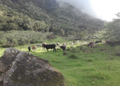 Vaches du plateau Kerval à Mafate