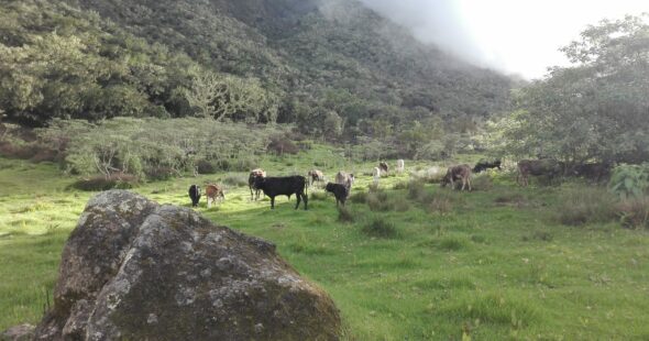 Vaches du plateau Kerval à Mafate