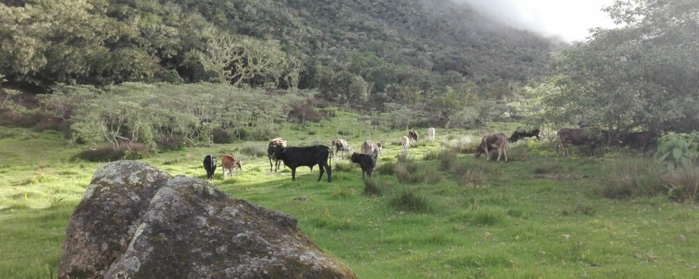 Vaches du plateau Kerval à Mafate