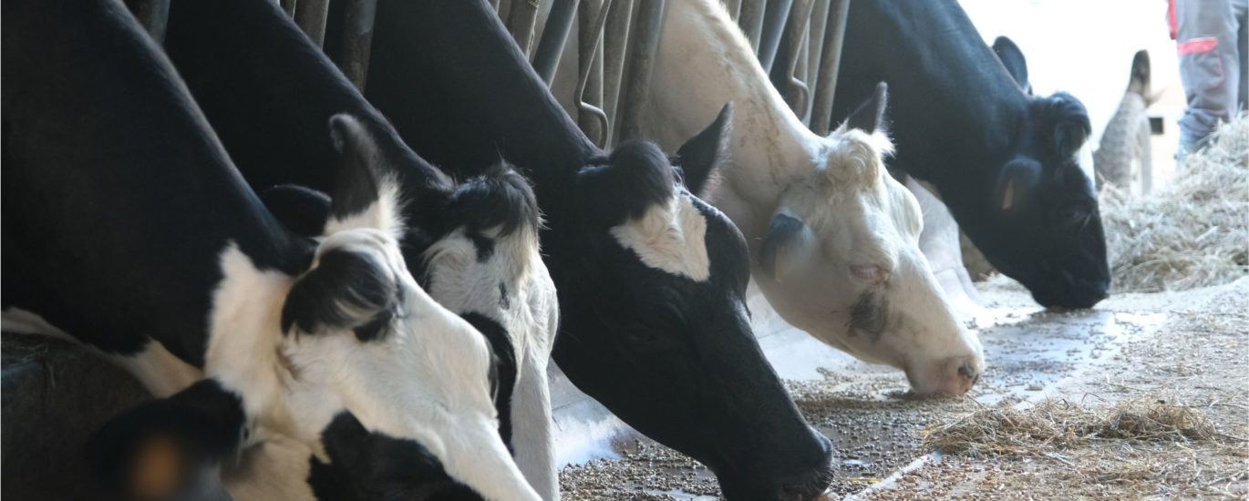 Vaches Sica Lait élevage laitier