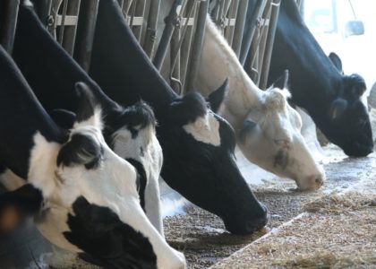 Vaches Sica Lait élevage laitier