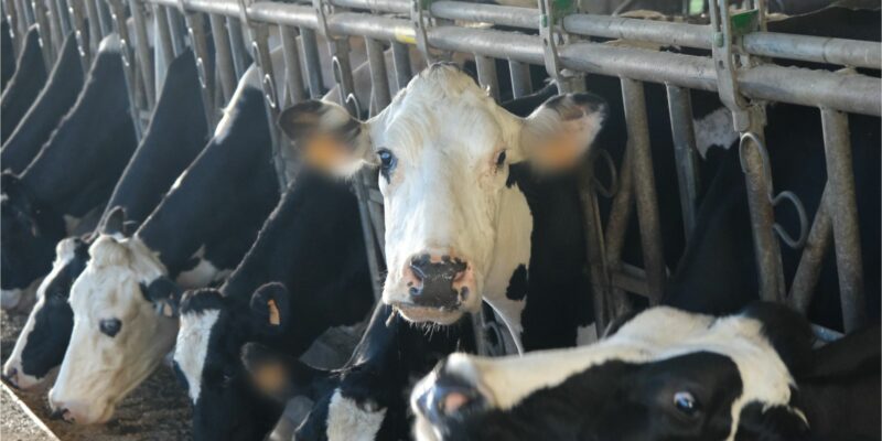 Vaches Sica Lait élevage laitier