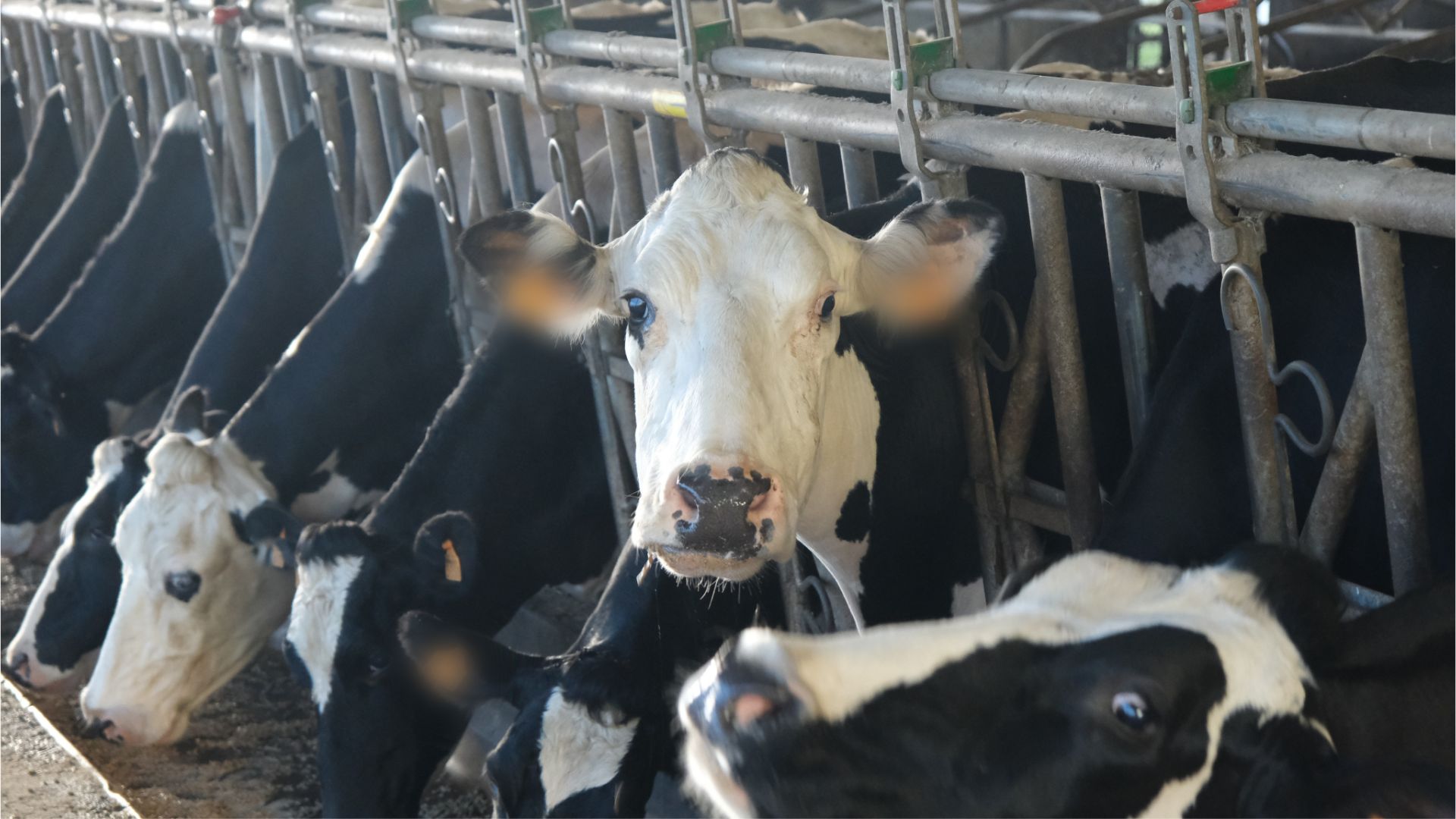 [Agriculture] Des vaches en surchauffe