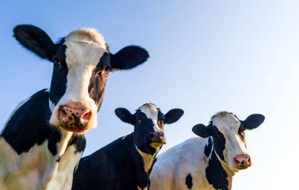 vaches laitières génisses sicalait importation