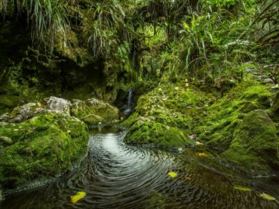 écologie nature