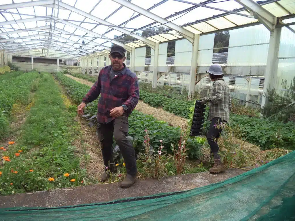 dans les serres de Rémy et Virginie Hoareau