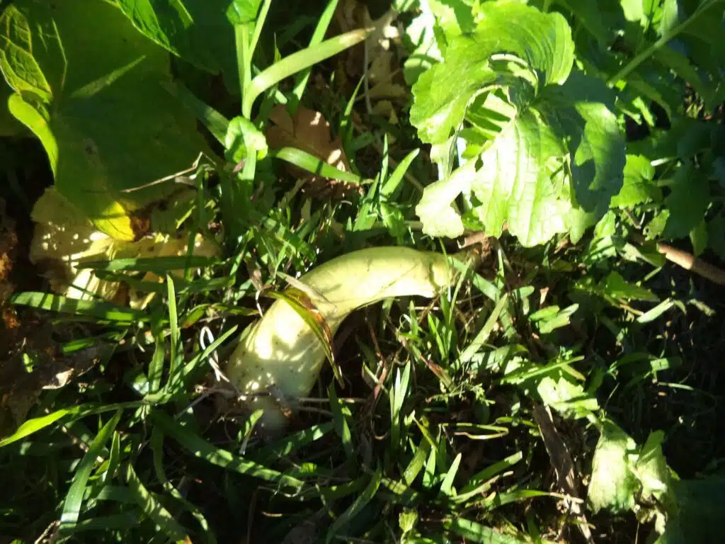 du daikon (un long radis blanc assez peu commun