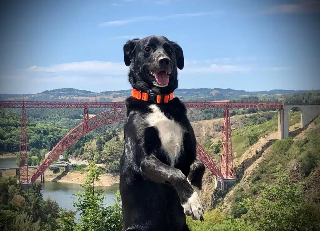 Mogwaï superstar le chien mascotte de Lady La Fée