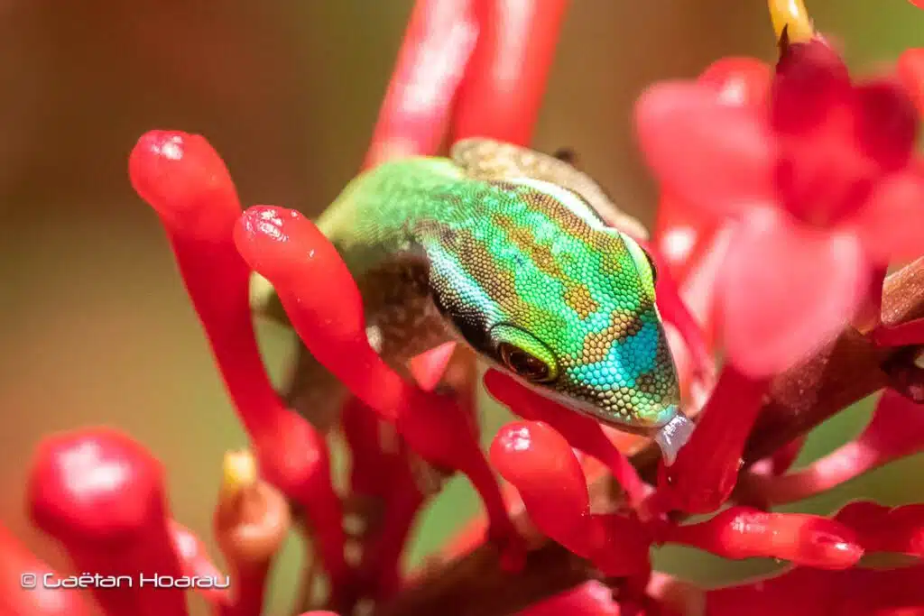 lézards verts de Manapany Phelsuma inexpectata