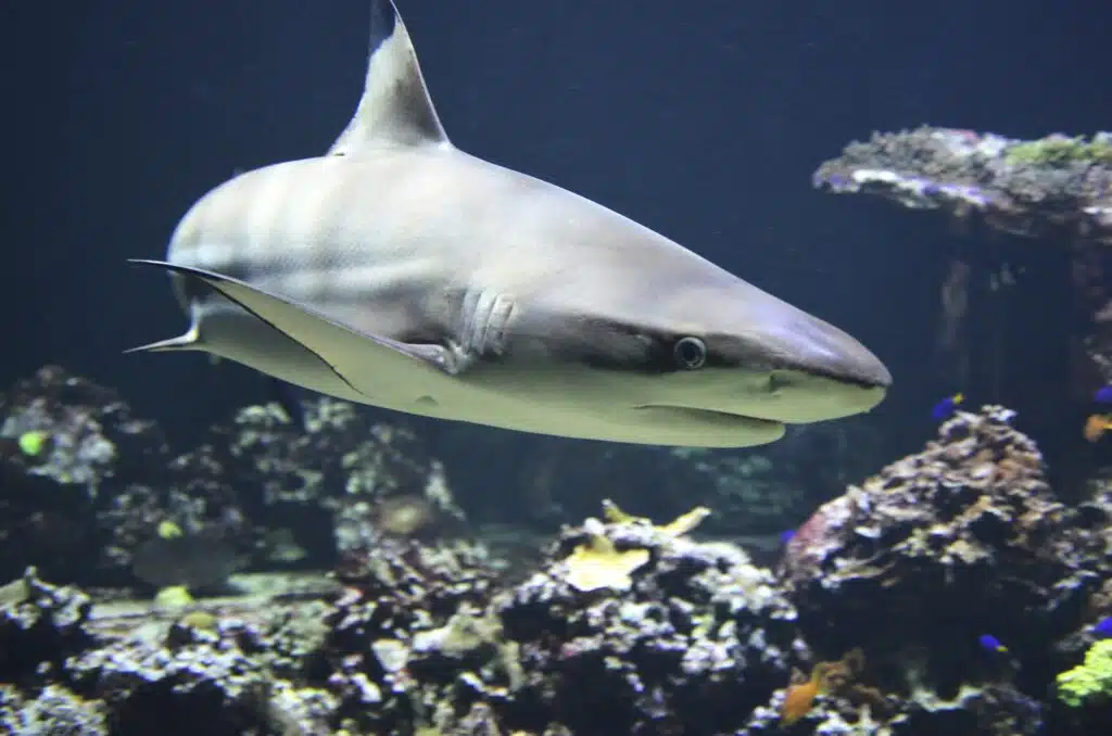 requin pointe noire