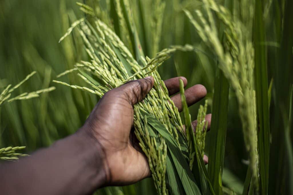 production de riz