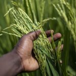[Agriculture] Le riz, une culture profitable