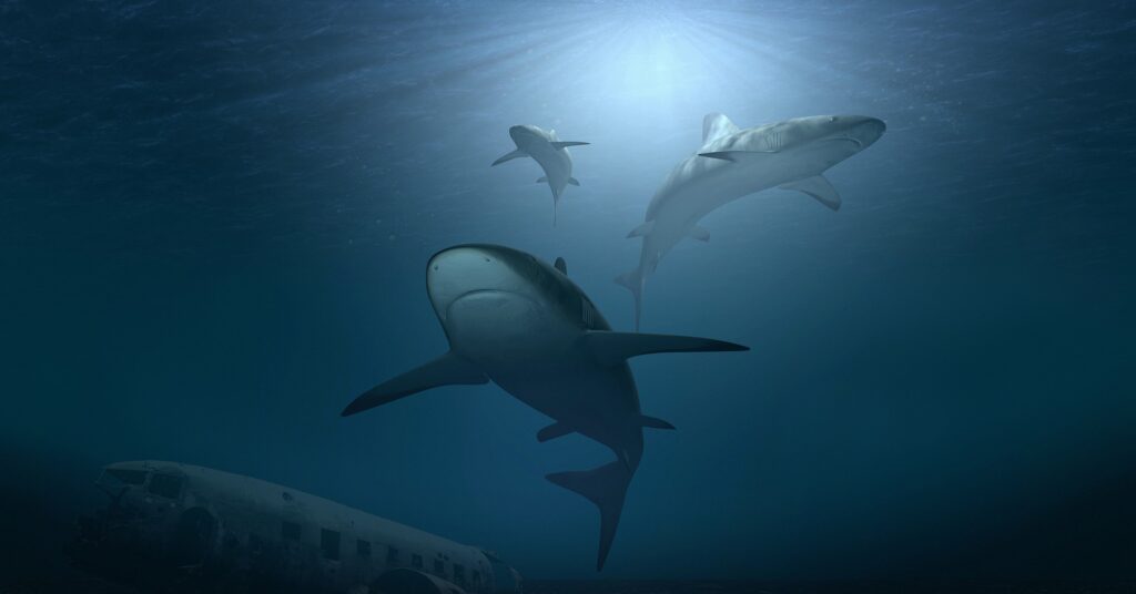 Requin