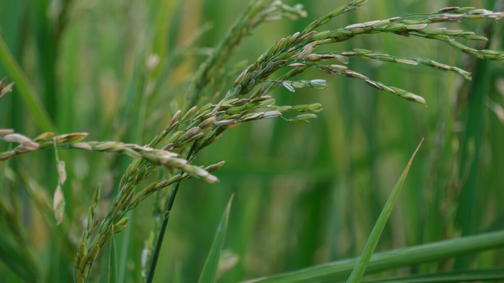 production riz agriculture Roland Turpin Président de l'association Riziculteurs Péi 974.