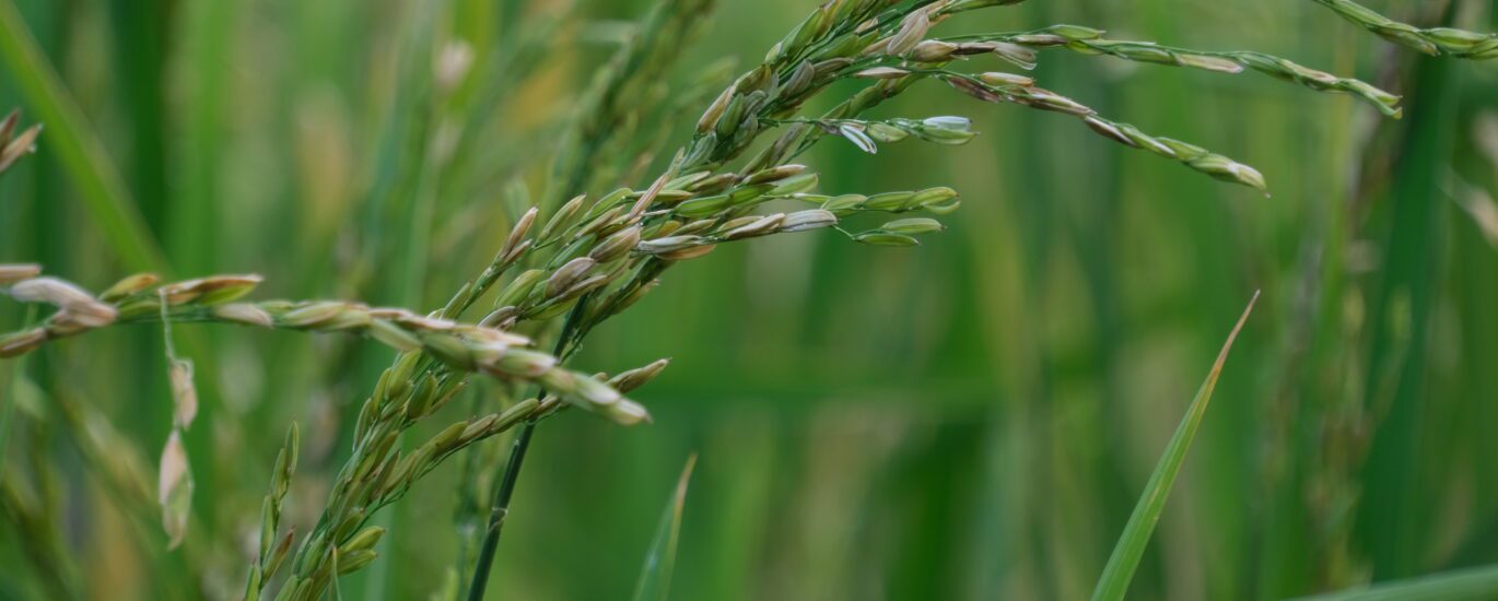 production riz agriculture Roland Turpin Président de l'association Riziculteurs Péi 974.