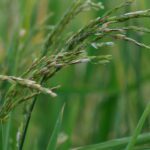 [Agriculture] Le riz, du champ à l’assiette