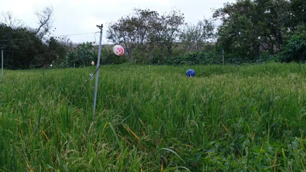 production riz agriculture Roland Turpin Président de l'association Riziculteurs Péi 974.