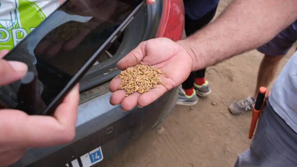 semence production riz agriculture Roland Turpin Président de l'association Riziculteurs Péi 974.