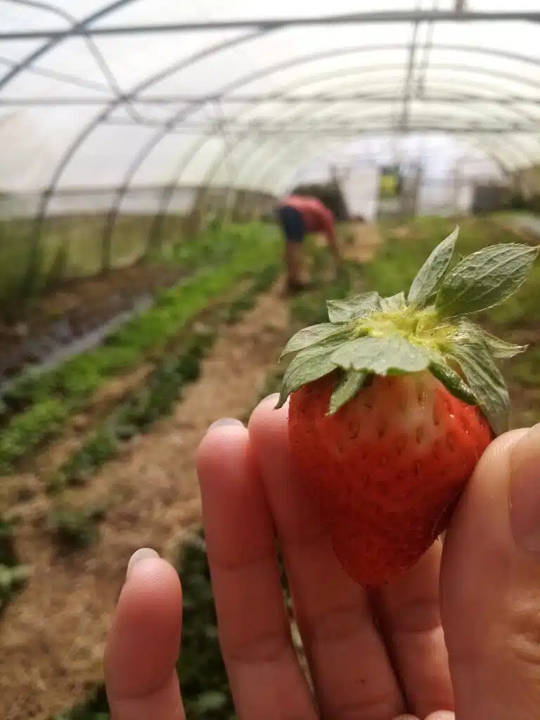 Guy Huet agriculteur bio