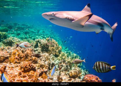 requin pointe noire