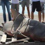 Pêche aux requins : « Le préfet viole ses propres arrêtés »