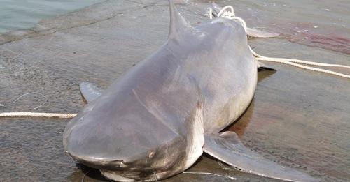 Destruction des requins à La Réunion : à qui profite le crime ?