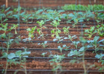 agriculture