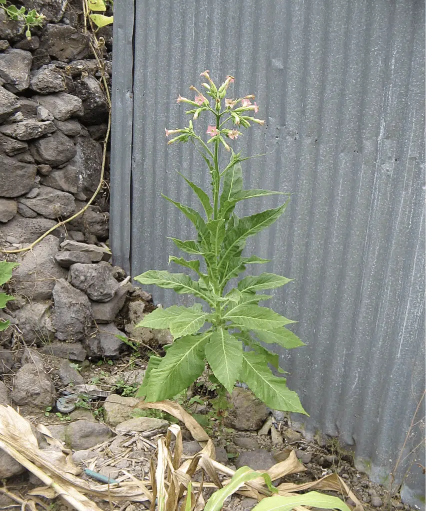 Mafate Ravine Grand Mère chez Paul Mélade