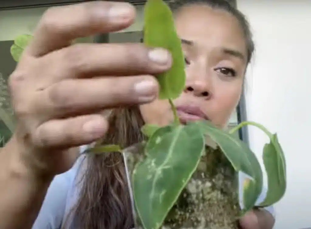 Sovann Jungle Eden Instagram Youtube plantes vertes