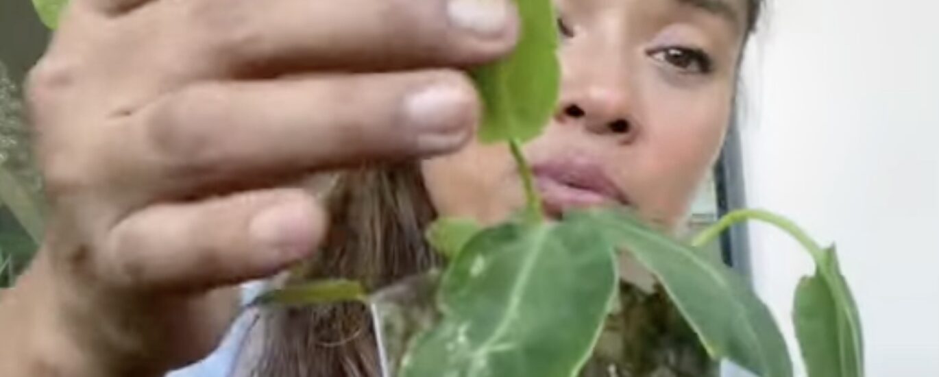Sovann Jungle Eden Instagram Youtube plantes vertes