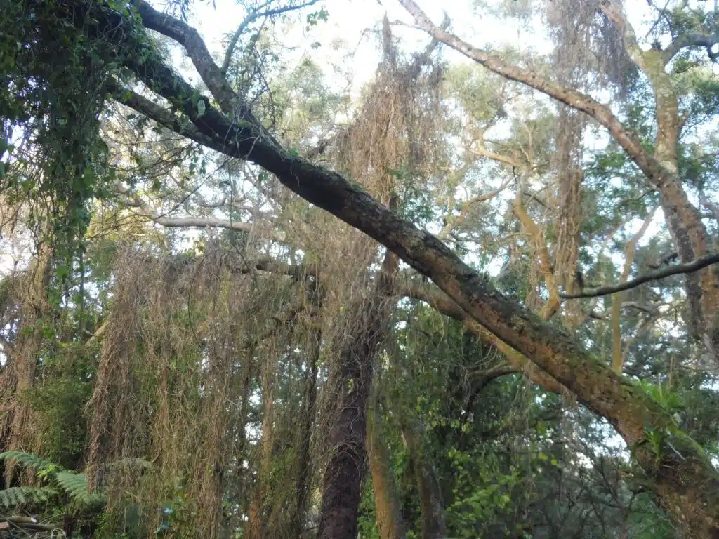 La parcelle envahit de senecio et de liane rouge au Maïdo en face du restaurant la luge. (Février 2023)