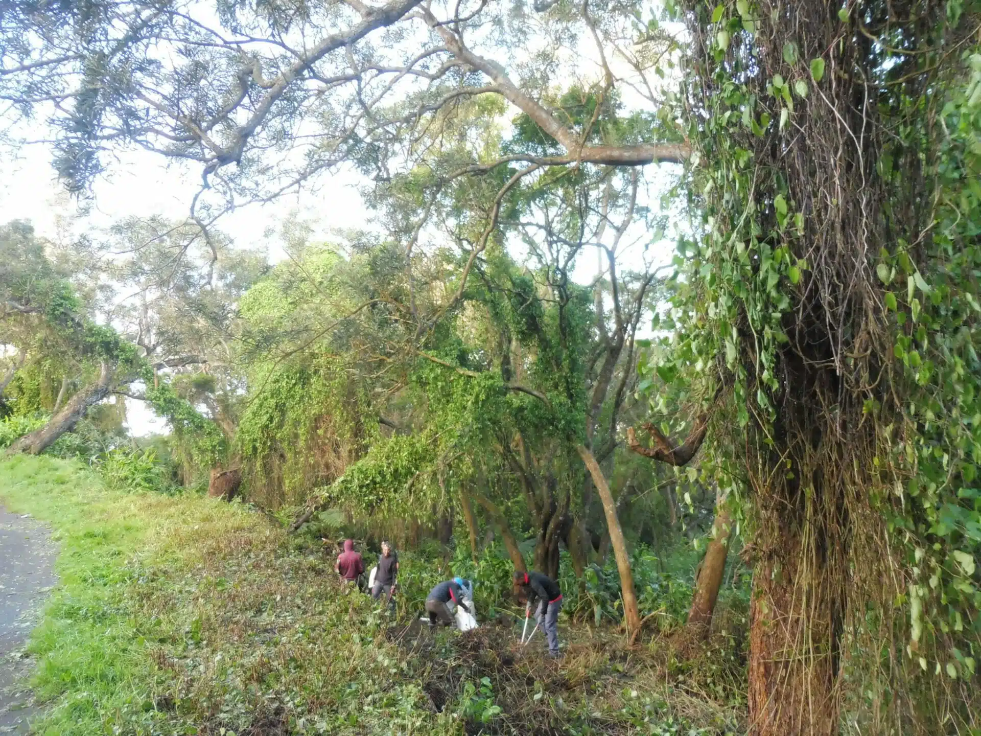 La parcelle envahit de senecio et de liane rouge au Maïdo en face du restaurant la luge. (Février 2023)