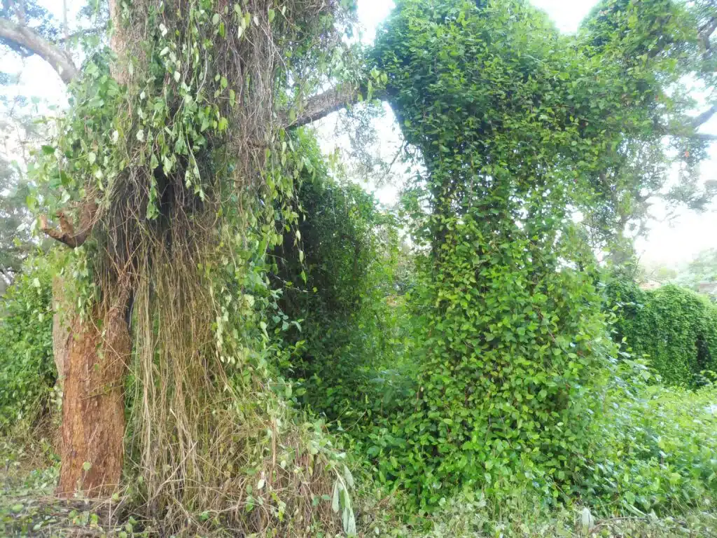 La parcelle envahit de senecio et de liane rouge au Maïdo en face du restaurant la luge. (Février 2023)