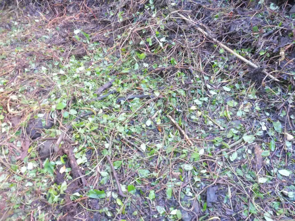 La parcelle envahit de senecio et de liane rouge au Maïdo en face du restaurant la luge. (Février 2023)